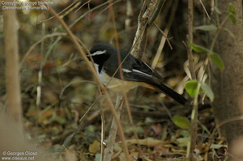 White-throated Robin-Chat