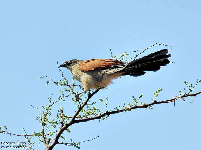 Burchell's Coucal, identification