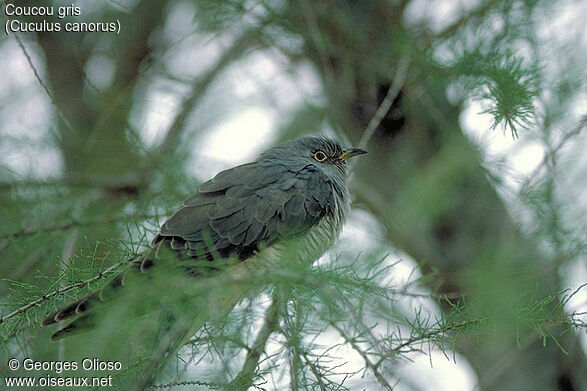 Common Cuckoo