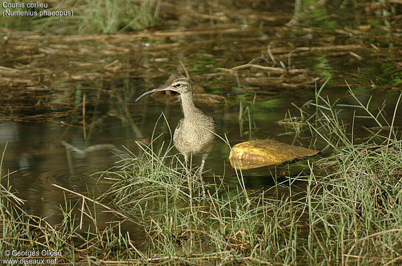 Eurasian Whimbrel