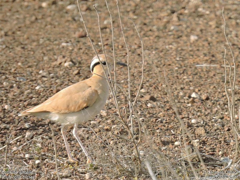 Courvite isabelleadulte, identification