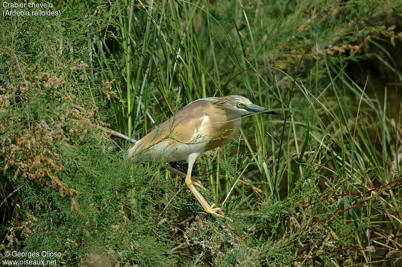 Crabier chevelu