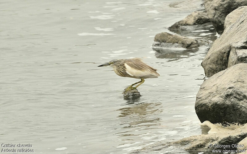 Squacco Heronadult post breeding, identification