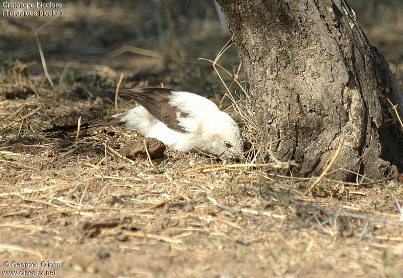 Southern Pied Babbler