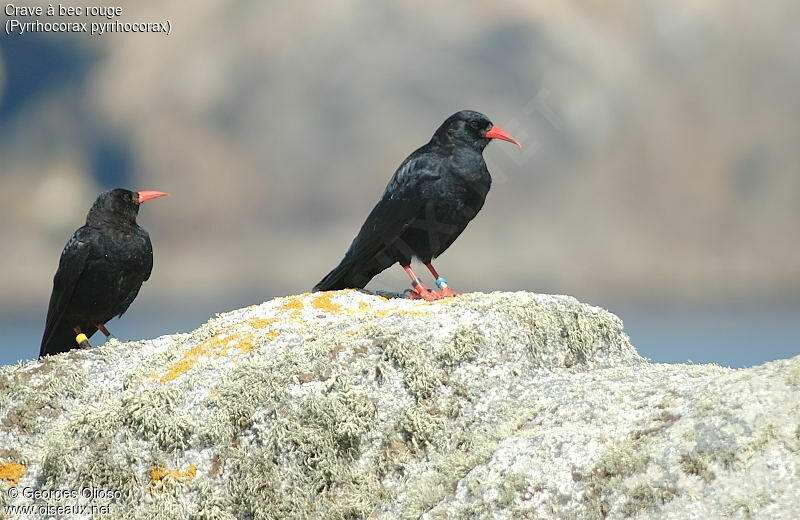 Red-billed Chough