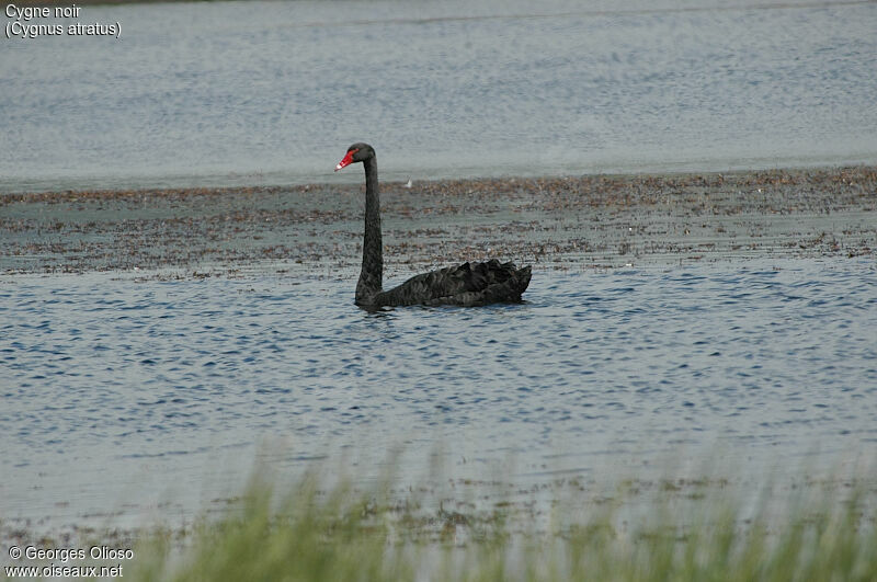 Black Swan