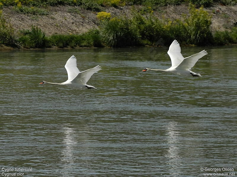 Mute Swan adult breeding