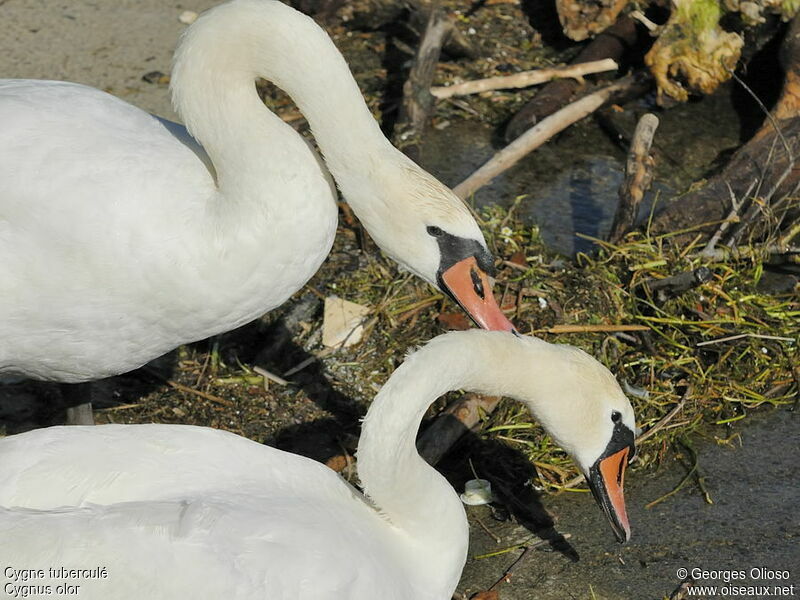 Mute Swanadult breeding, identification, Behaviour