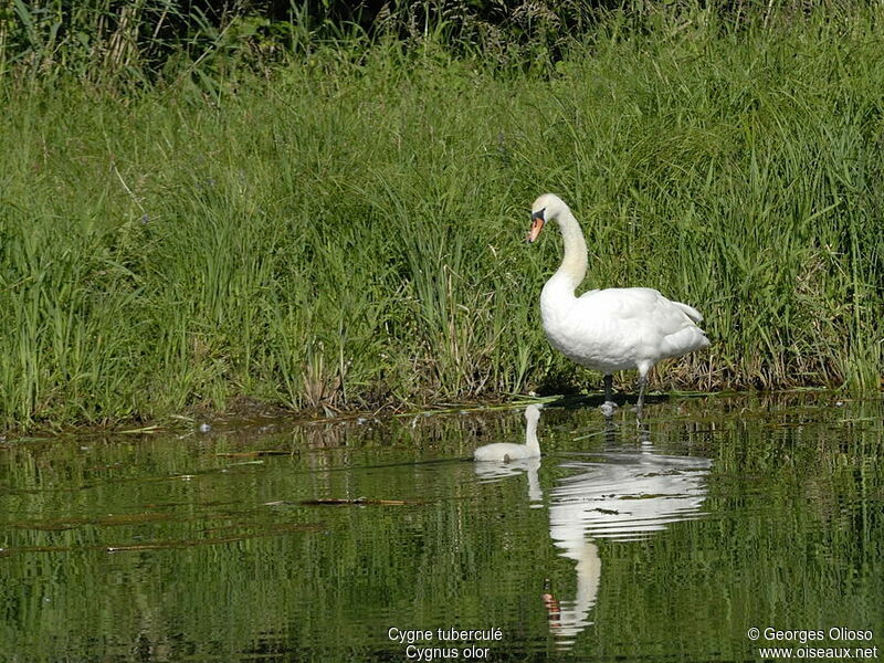 Cygne tuberculéadulte nuptial, identification, Nidification, Comportement