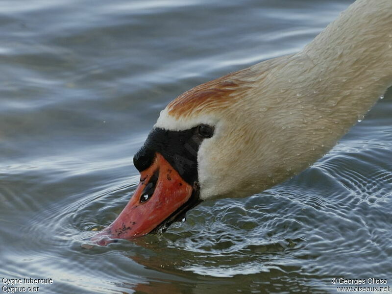 Cygne tuberculé3ème année, identification, régime