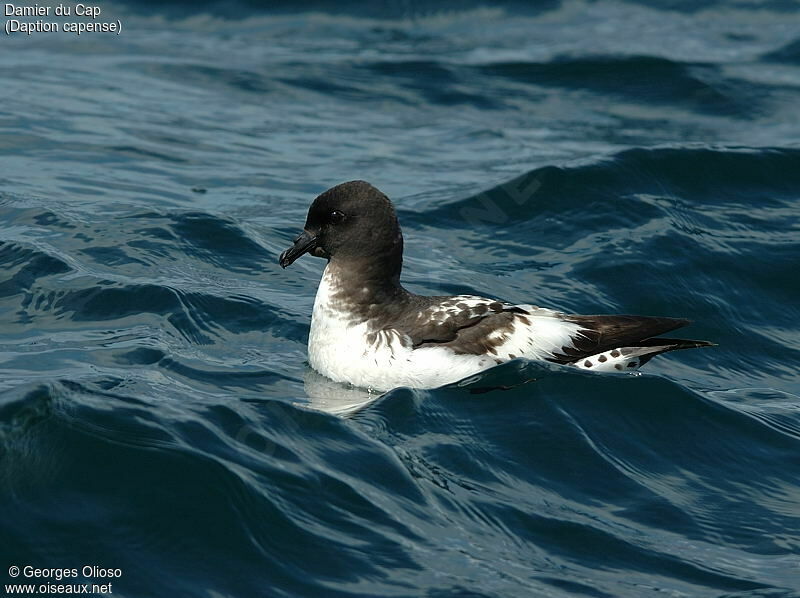 Cape Petrel