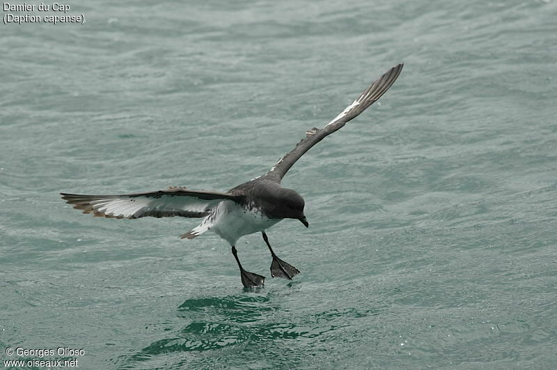 Cape Petrel