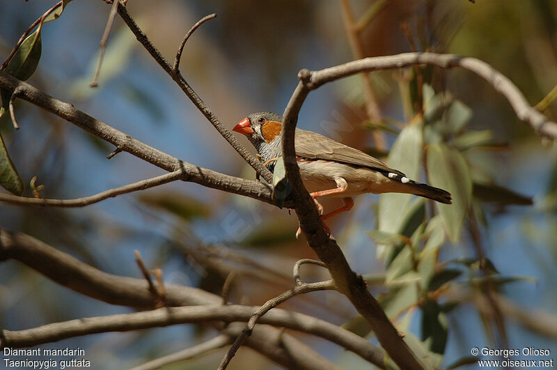 Sunda Zebra Finch male adult breeding