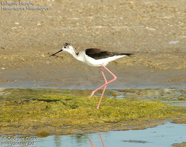 Black-winged Stilt female adult