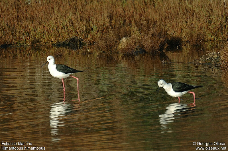 Black-winged Stiltadult post breeding