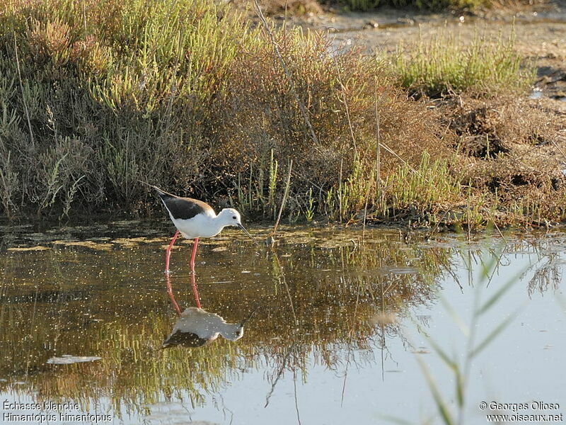 Black-winged Stiltimmature