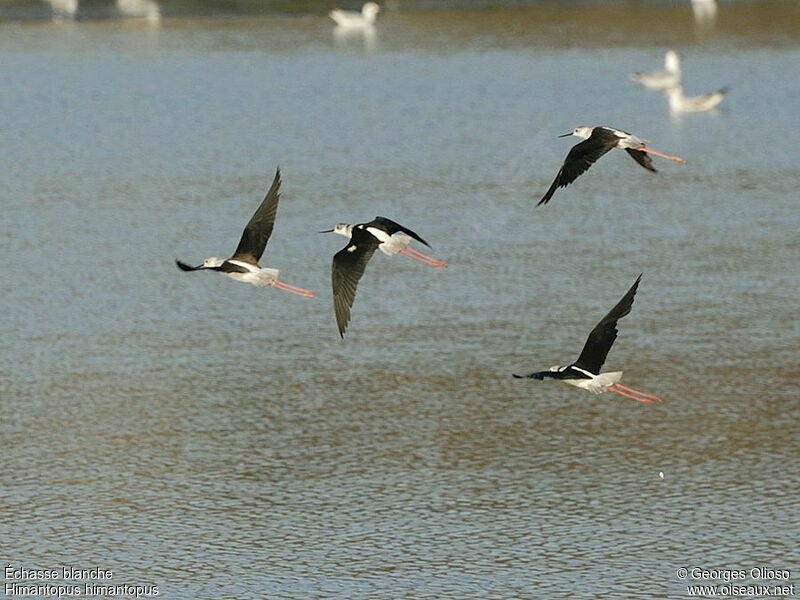 Black-winged Stilt