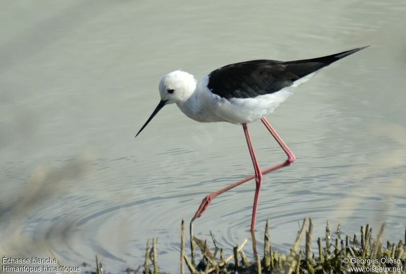 Black-winged Stilt female adult breeding, identification