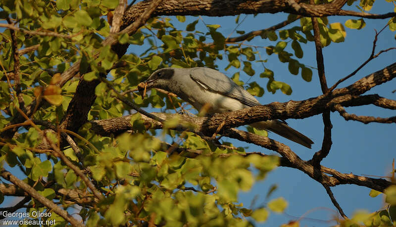 Black-faced Cuckooshrikeadult, habitat