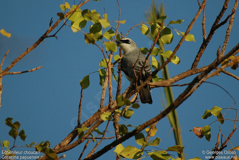 White-bellied Cuckooshrike