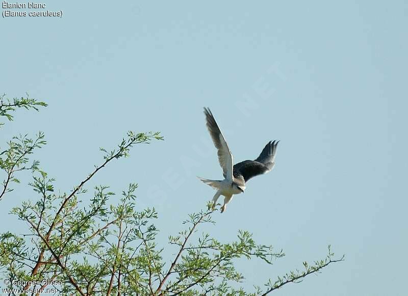 Black-winged Kite