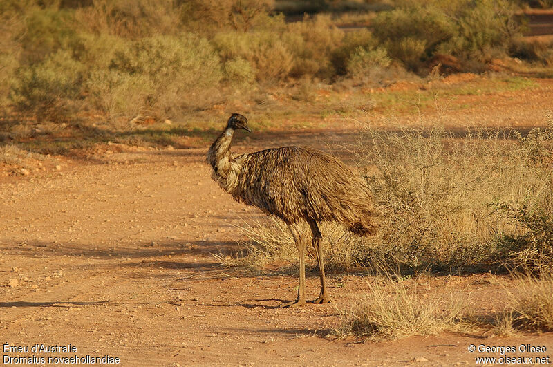 Émeu d'Australie