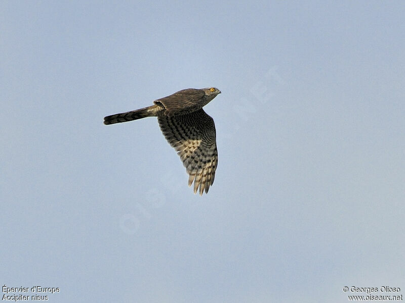 Eurasian Sparrowhawk