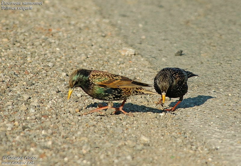 Common Starlingadult post breeding