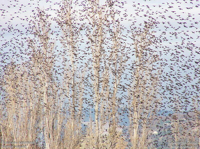 Common Starling