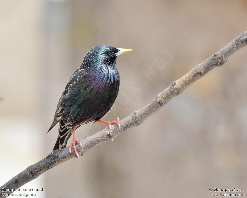 Common Starling