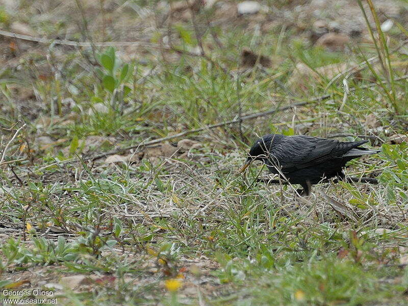 Spotless Starlingadult post breeding, identification, Behaviour