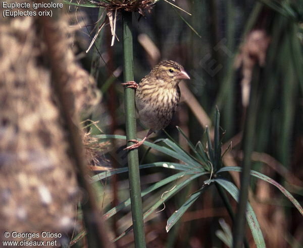 Southern Red Bishop