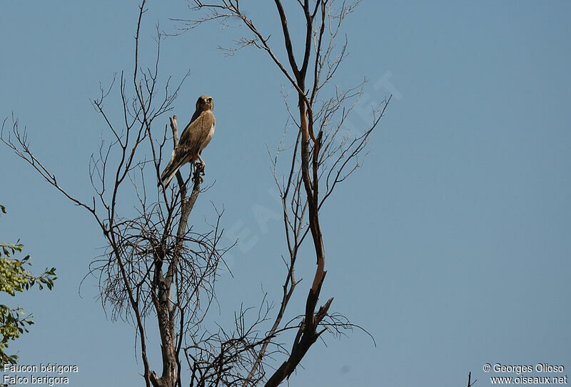 Brown Falcon