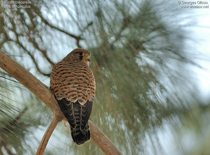 Faucon crécerelle femelle adulte