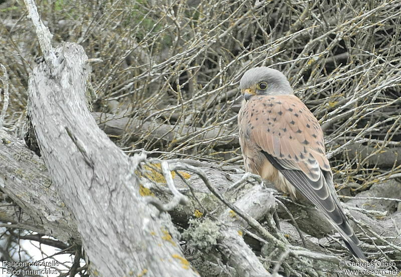 Common Kestrel male adult post breeding, identification