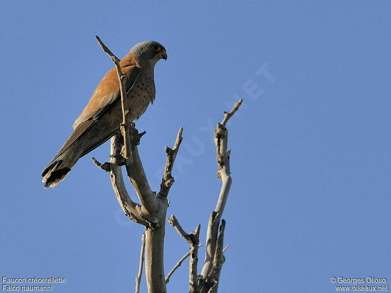 Lesser Kestrel male adult breeding