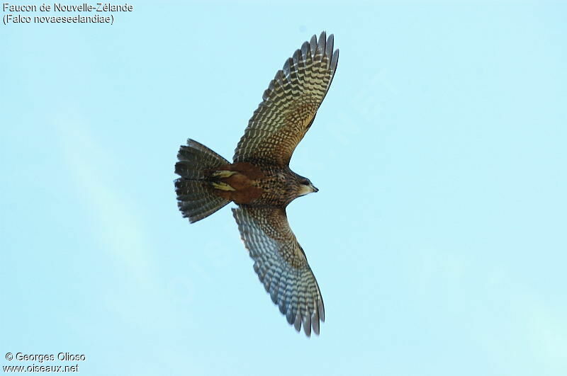 New Zealand Falcon