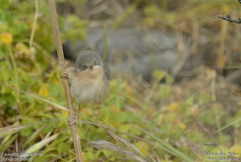 Western Subalpine Warbler female adult breeding, identification