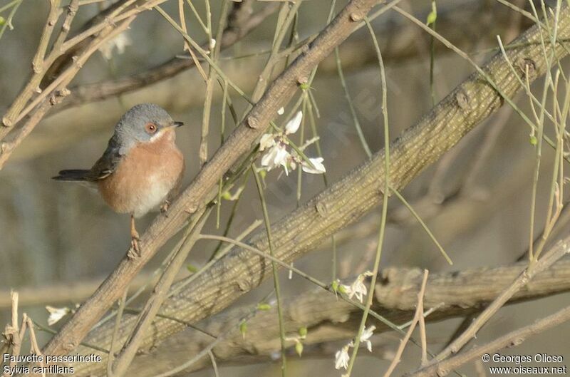 Fauvette passerinette mâle adulte nuptial, identification