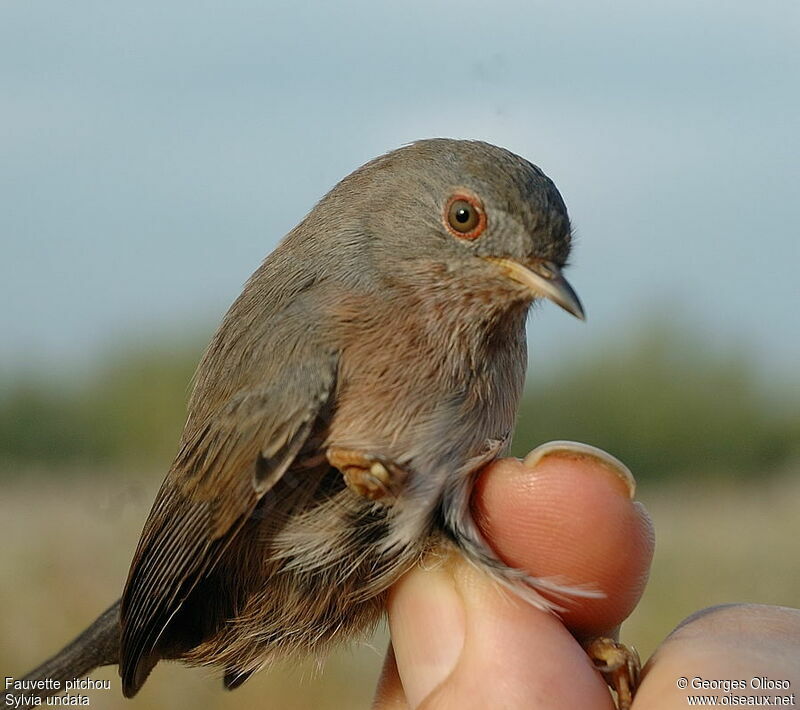 Dartford Warbler female adult post breeding, identification