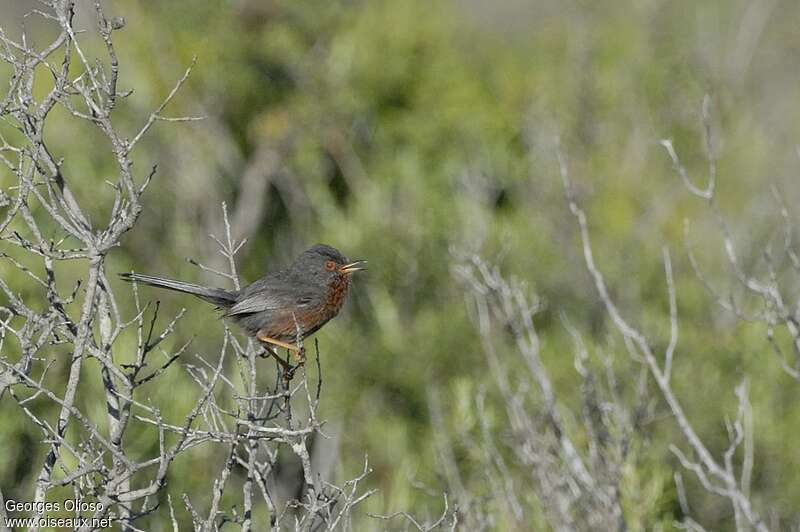 Dartford Warbler male adult breeding, identification