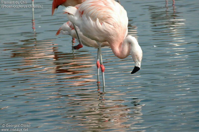 Flamant du Chili