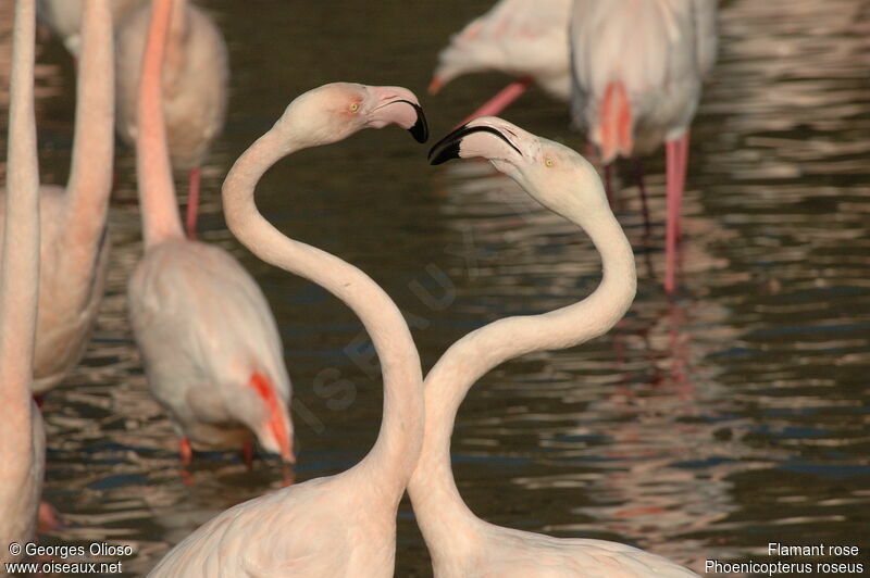 Greater Flamingoadult breeding