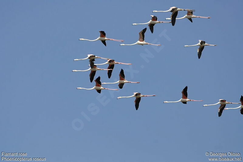 Greater Flamingo