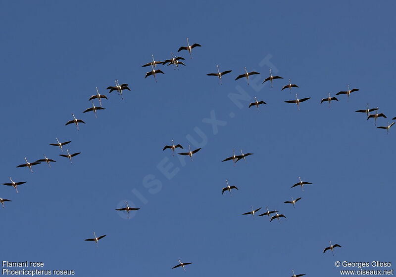 Greater Flamingo