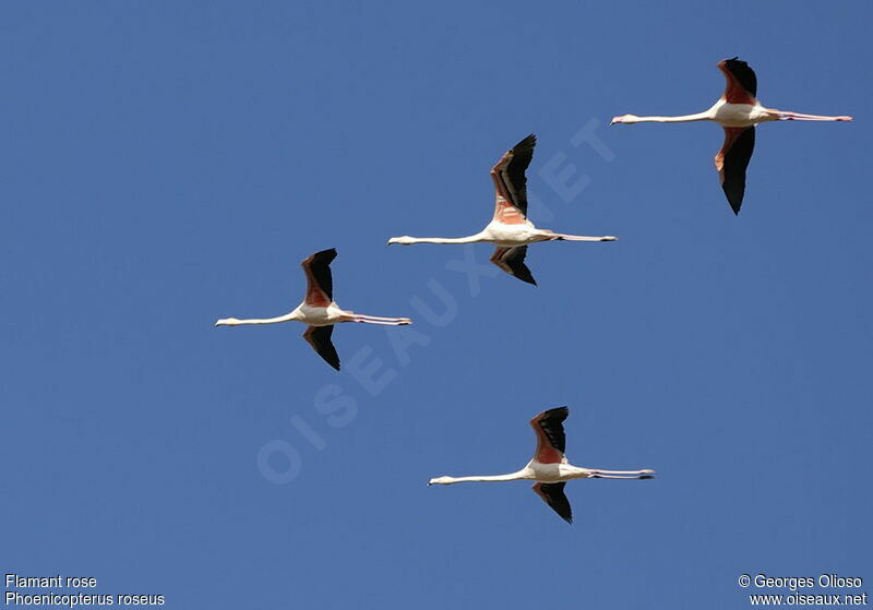 Greater Flamingo