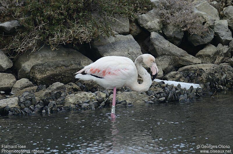 Flamant rose, identification