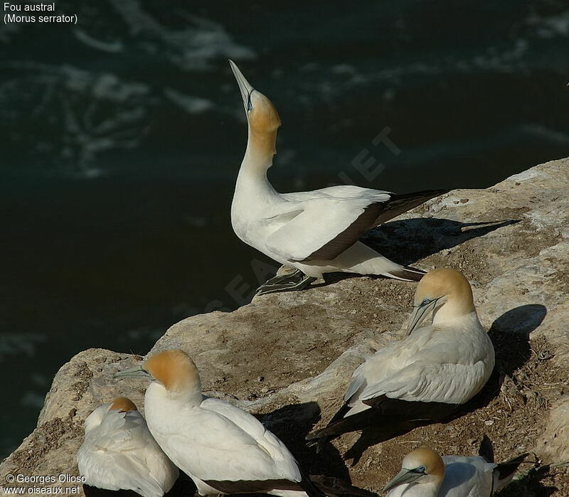 Australasian Gannet