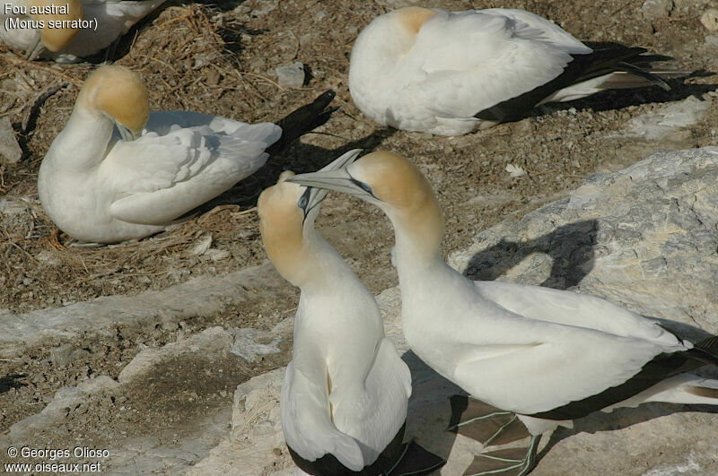 Australasian Gannet