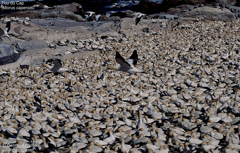 Cape Gannet